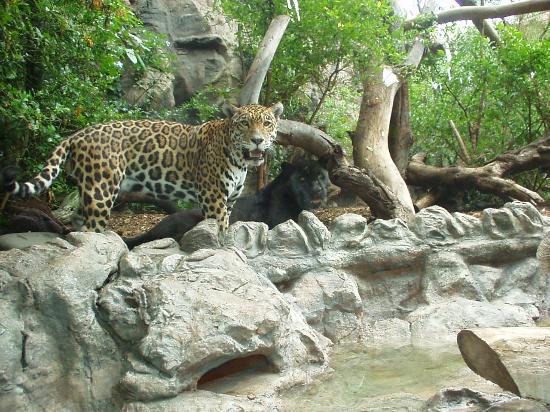 Loro Parque en Tenerife