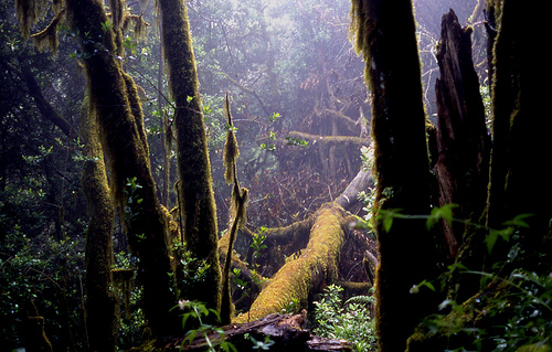 Parque Nacional de Garajonay