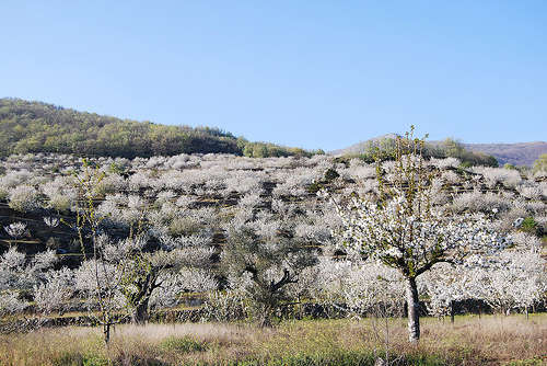 Valle del Jerte