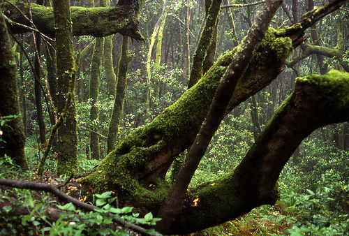 Parque Nacional de Garajonay