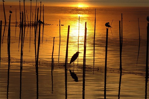 Parque Natural de la Albufera