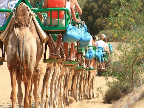 Paseos en camello